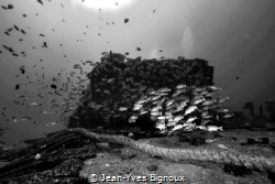 the Jebedah Shipwreck/Trou aux Biches.Mauritius,Republic ... by Jean-Yves Bignoux 